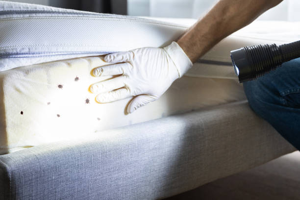 Best Affordable Pest Control Services  in South Lyon, MI