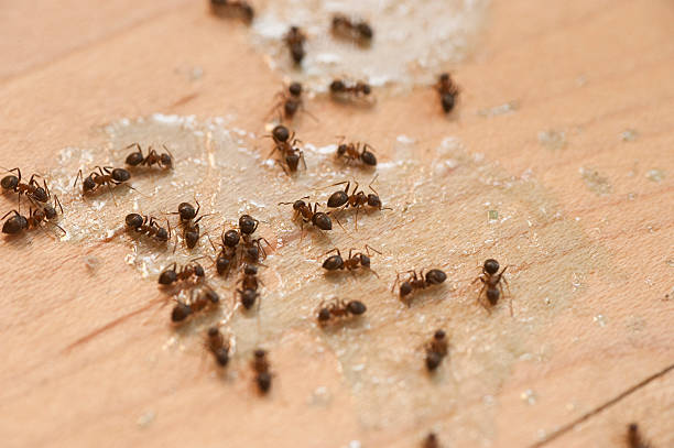 Best Residential Pest Control  in South Lyon, MI
